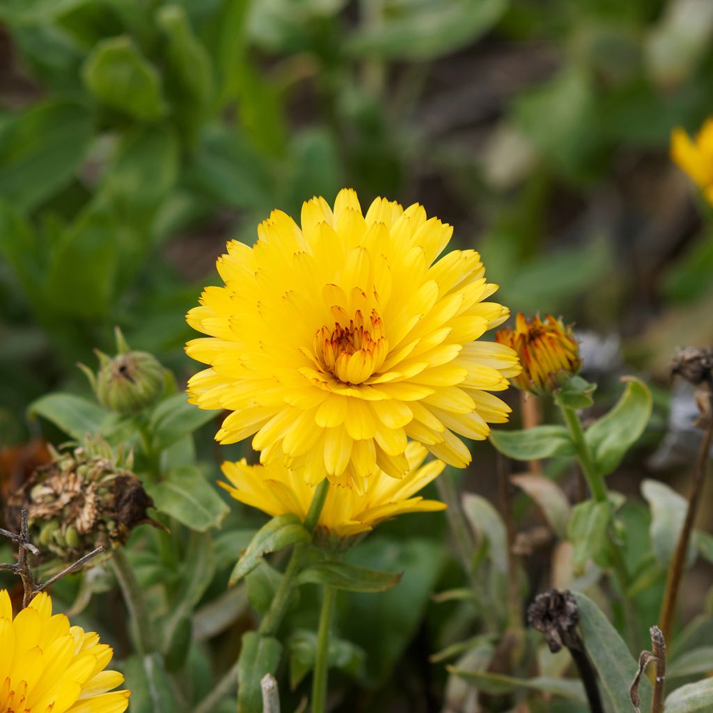 Calendula officinalis Chrysantha - Garden Marigold seeds