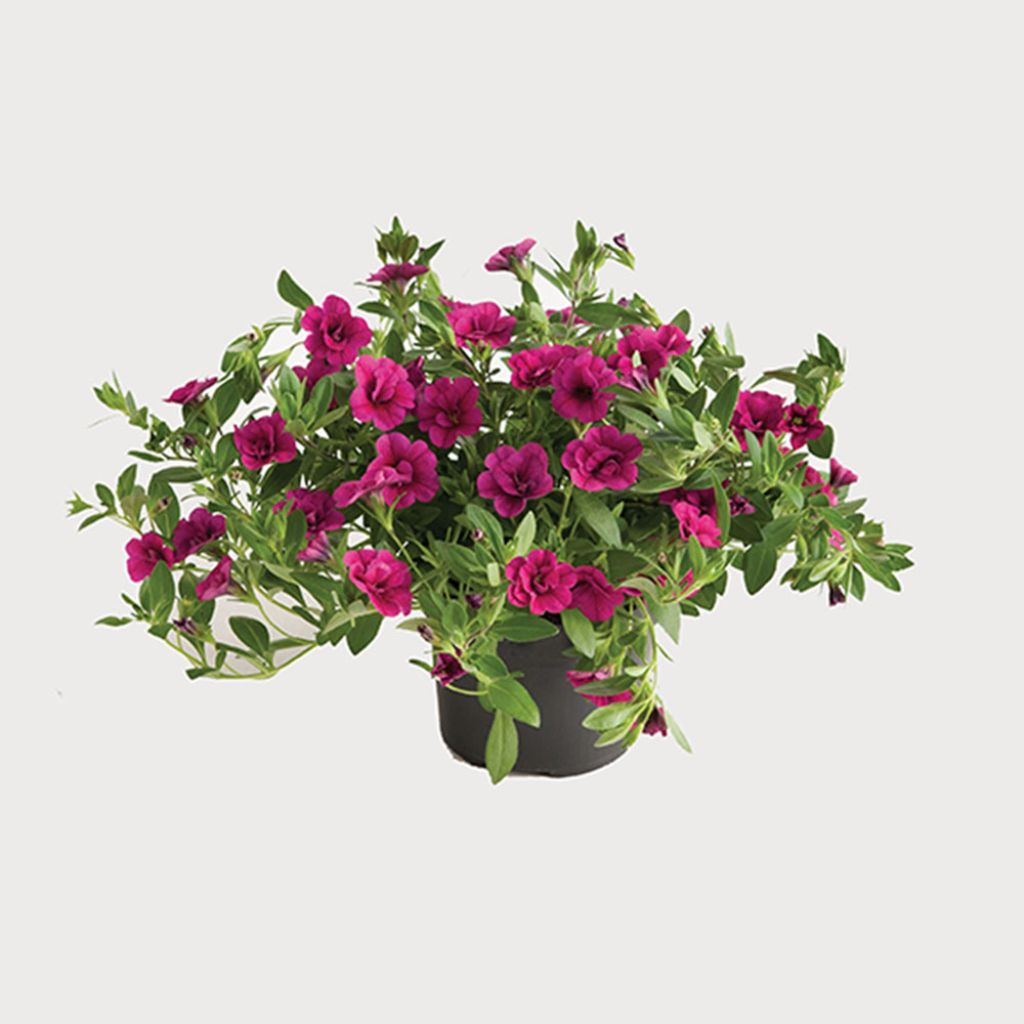 Calibrachoa Can-Can Rosies Pink - Double Mini-Petunia