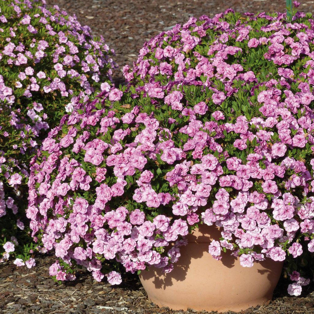 Calibrachoa Can-Can Rosies Pink Vein - Double Mini Petunia