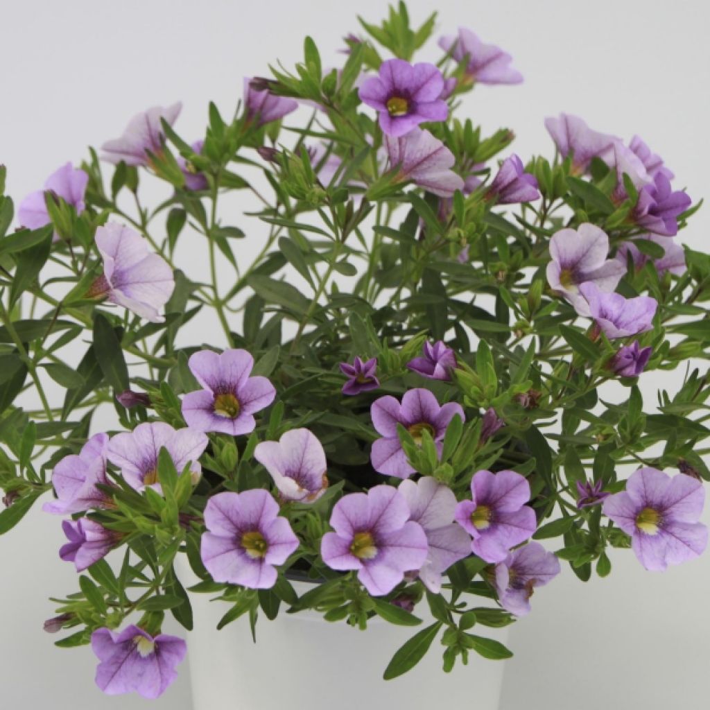 Calibrachoa Superbells Unique Lavender - Mini-Petunia