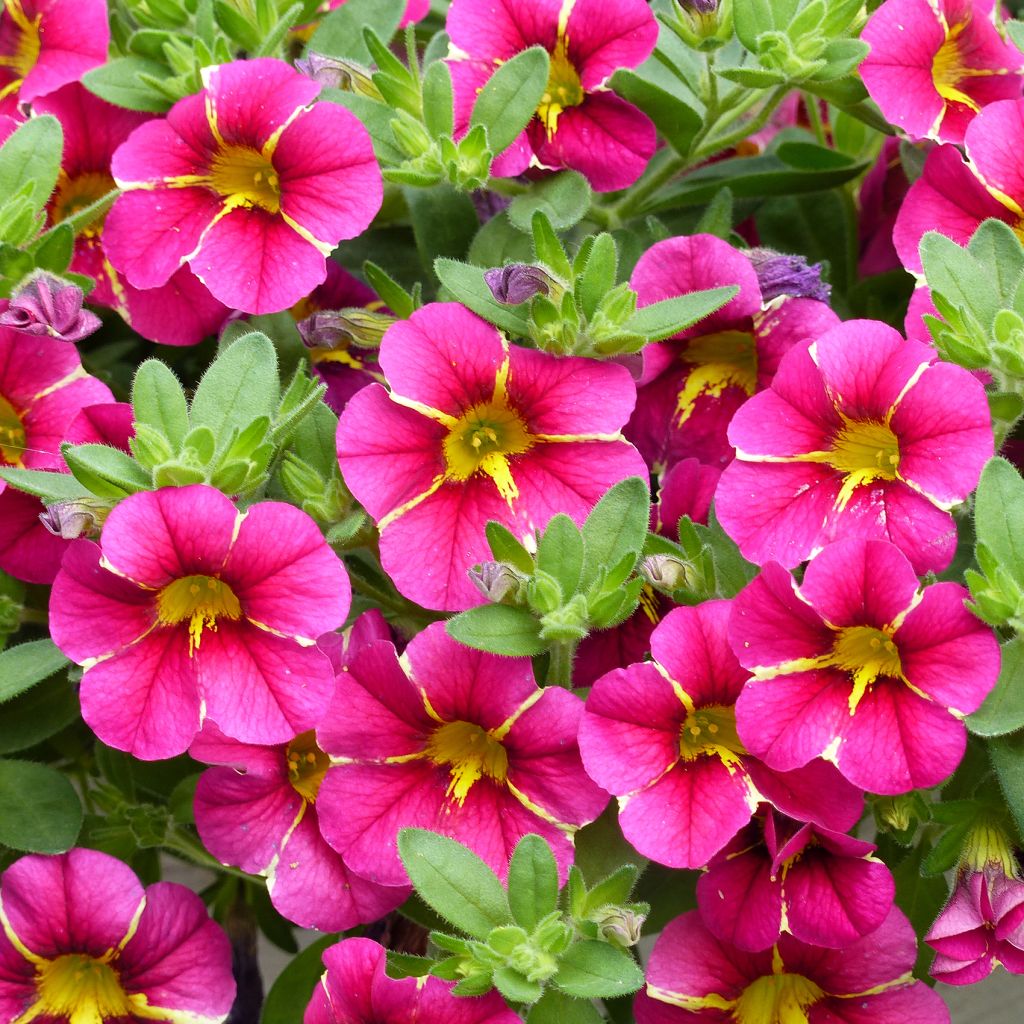 Calibrachoa Superbells Cherry Star - Mini Petunia