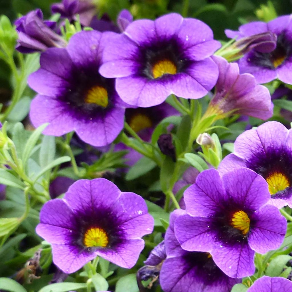 Calibrachoa Superbells Grape Punch - Mini Petunia