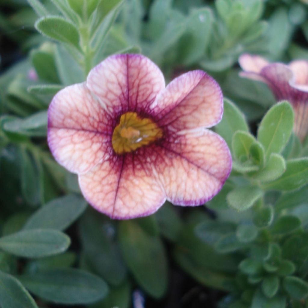 Calibrachoa hybrida Cappuccino Compact - Trailing Petunia