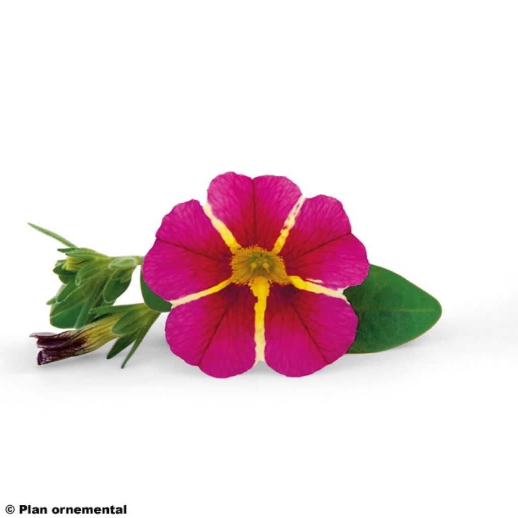 Calibrachoa Superbells Cherry Star - Mini Petunia