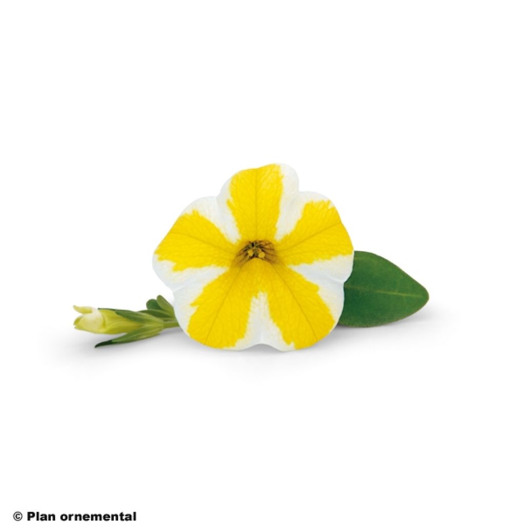 Calibrachoa Superbells Lemon Slice - Mini-Petunia