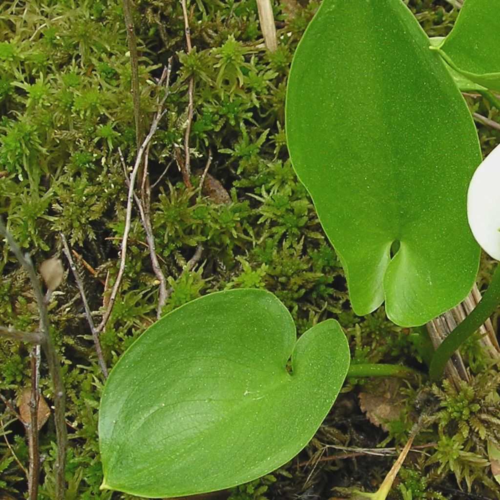 Calla palustris - Water arum