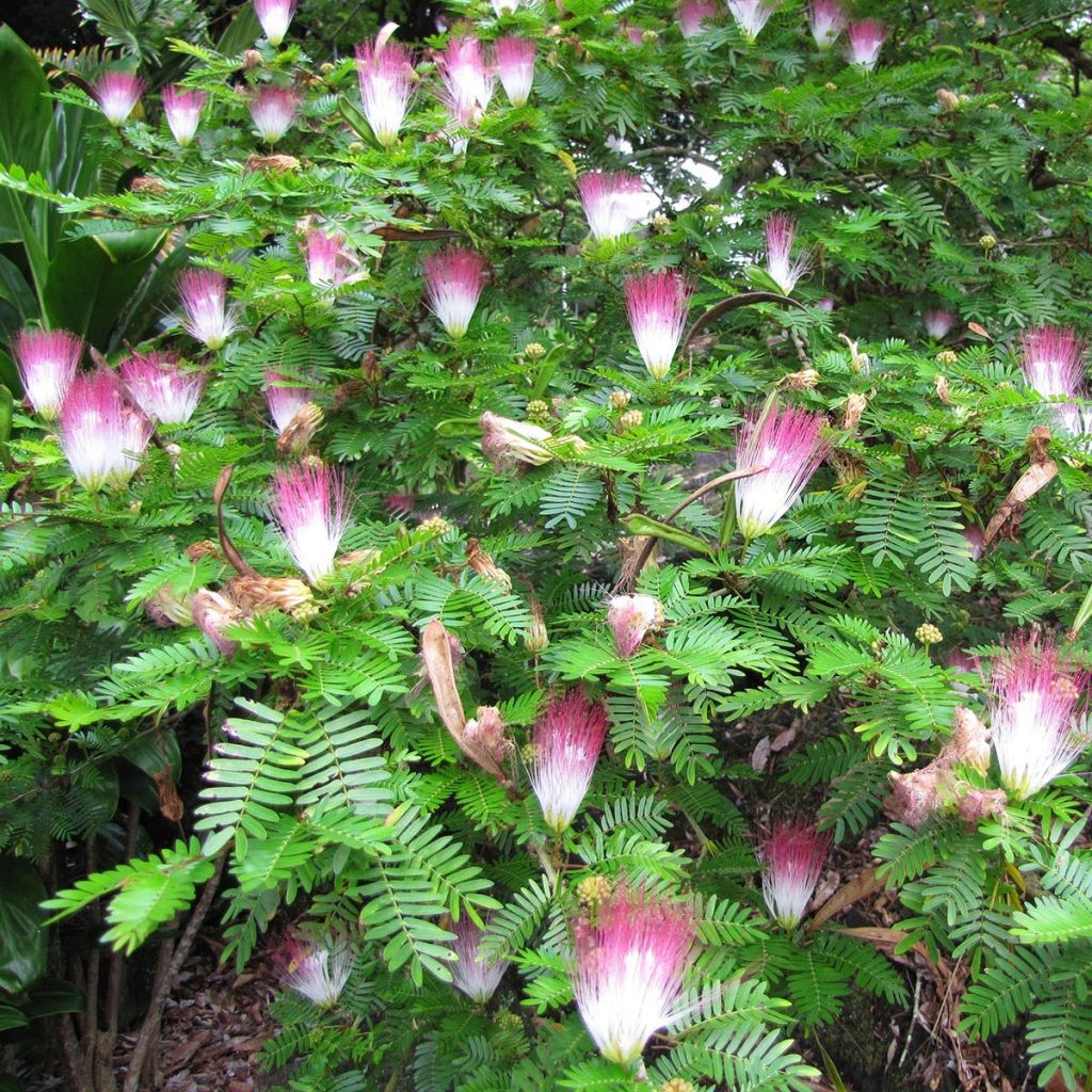Calliandra surinamensis
