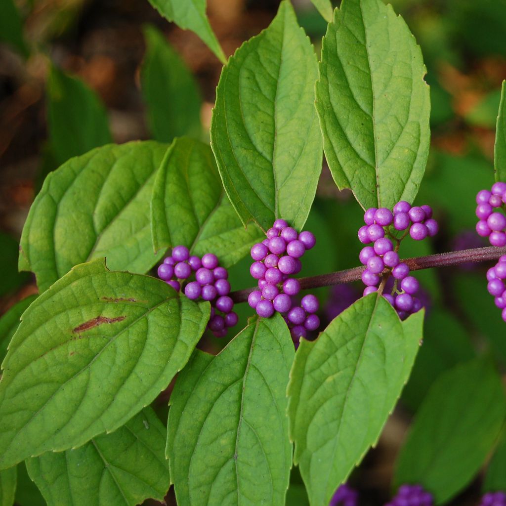 Callicarpa kwangtungensis