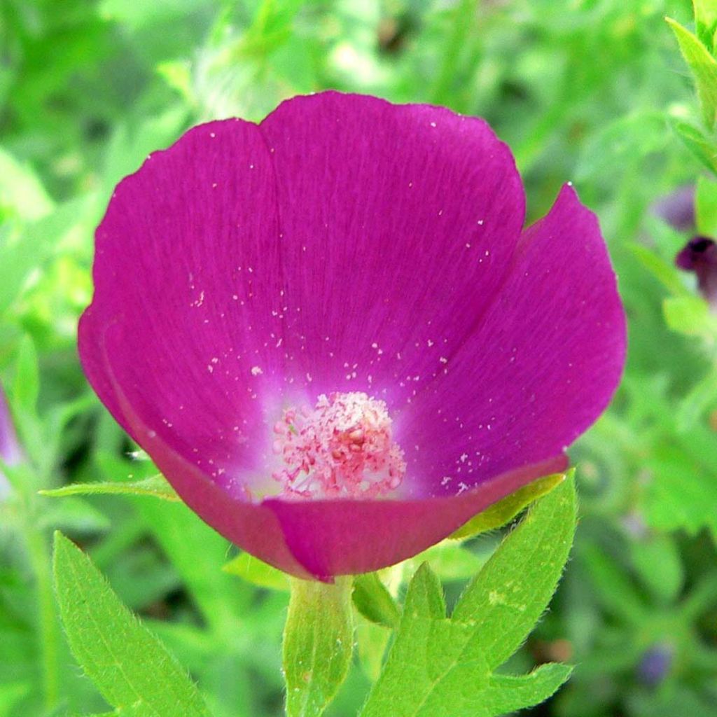 Callirhoe involucrata - Winecup