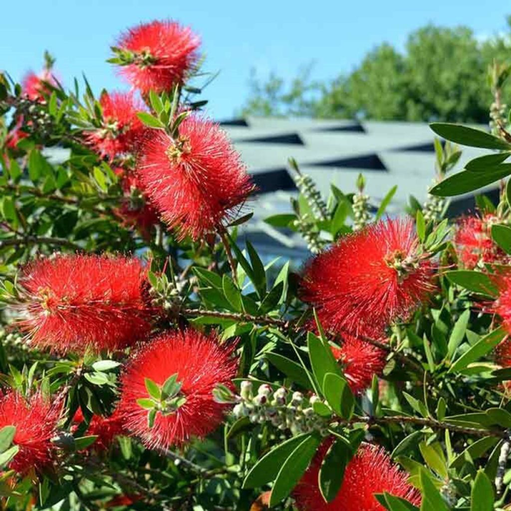 Callistemon viminalis Inferno - Bottlebrush