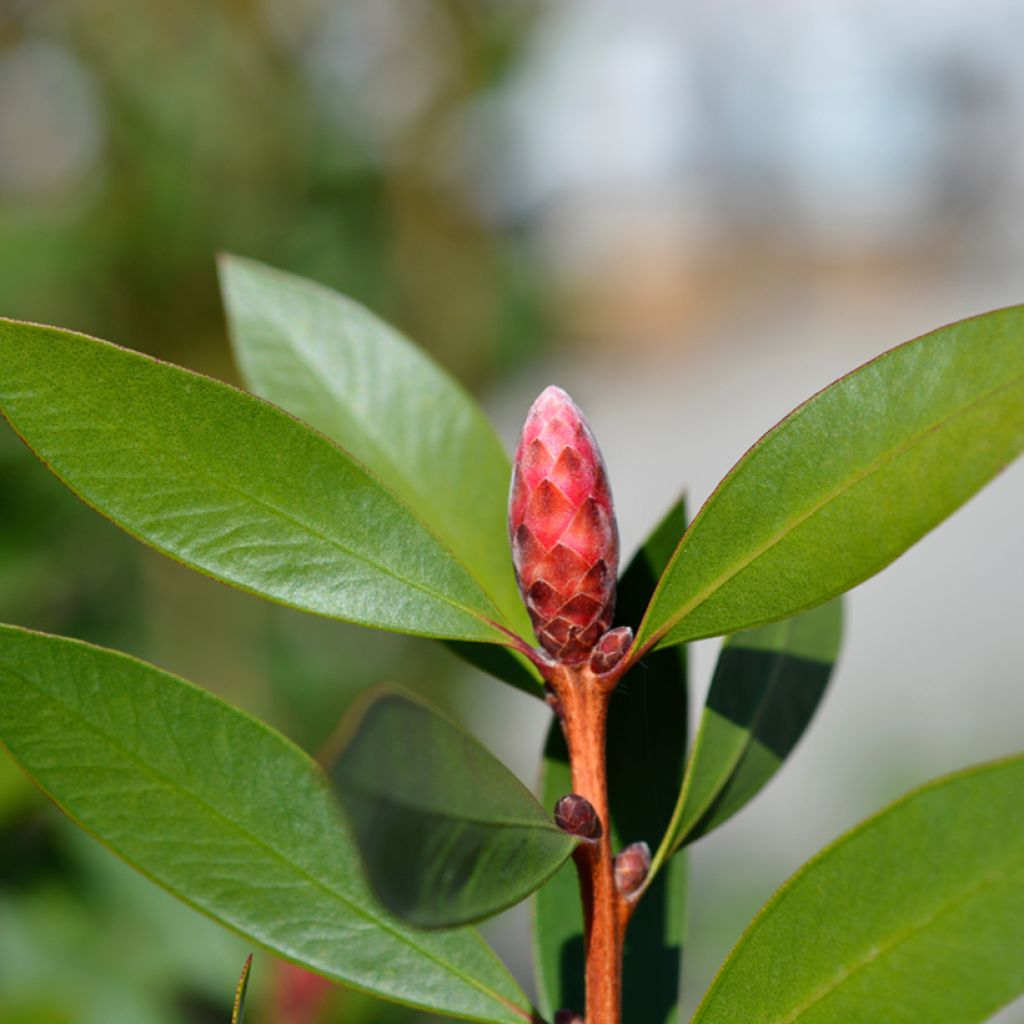 Callistemon viminalis Inferno - Bottlebrush