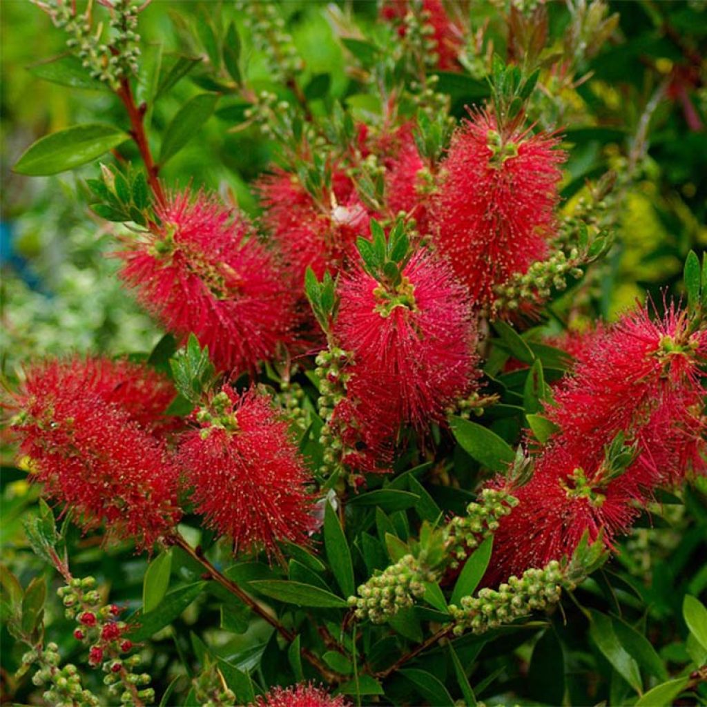 Callistemon laevis - Bottlebrush