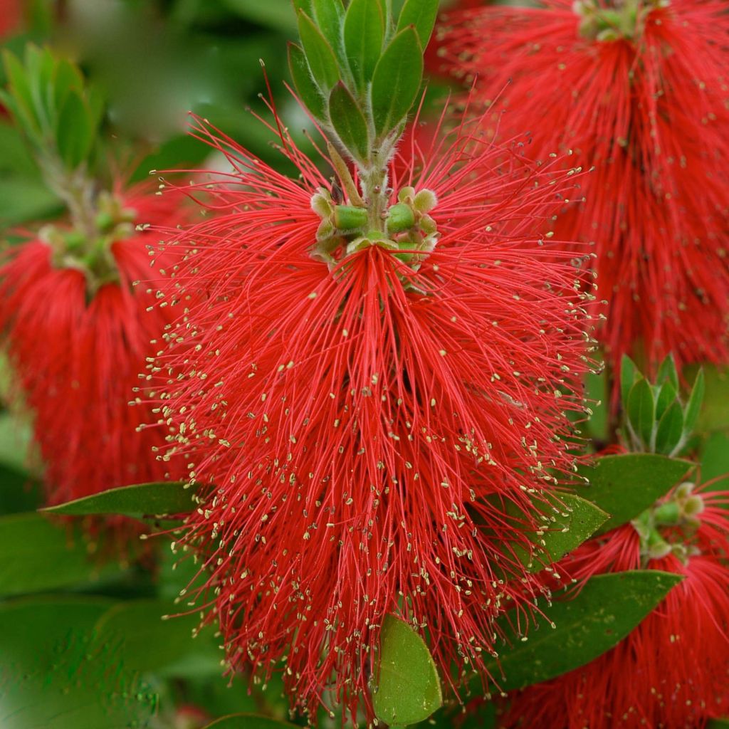 Callistemon laevis - Bottlebrush