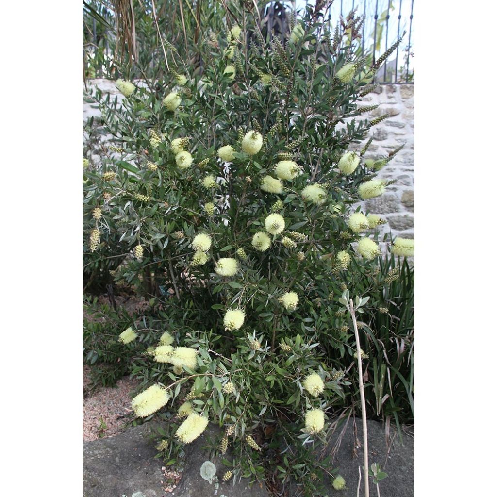Callistemon citrinus Albus - Bottlebrush