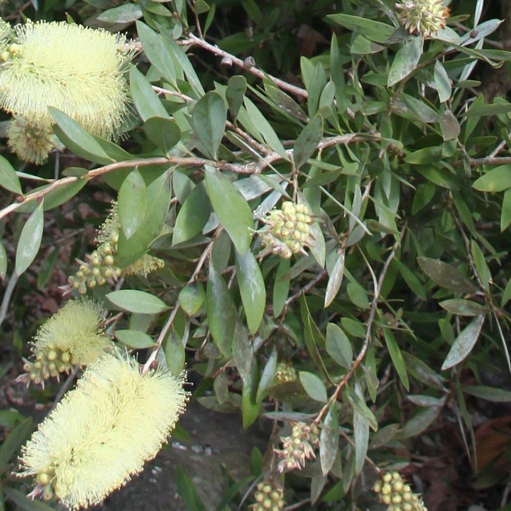 Callistemon citrinus Albus - Bottlebrush