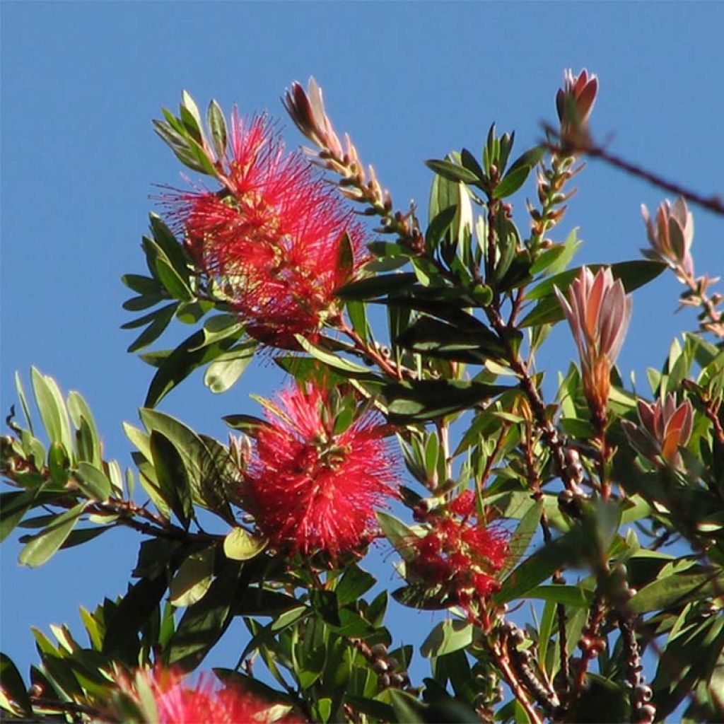 Callistemon citrinus Splendens - Bottlebrush