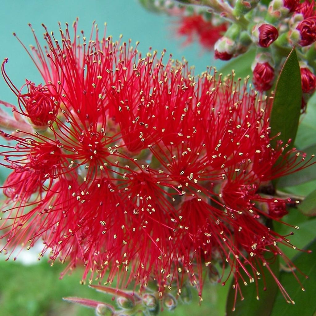 Callistemon masotti Mini Red - Bottlebrush