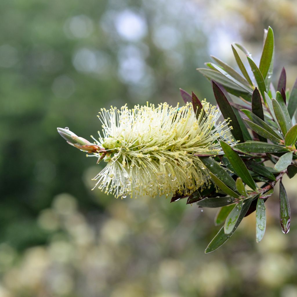 Callistemon pityoides Widdicombe Gem - Bottlebrush
