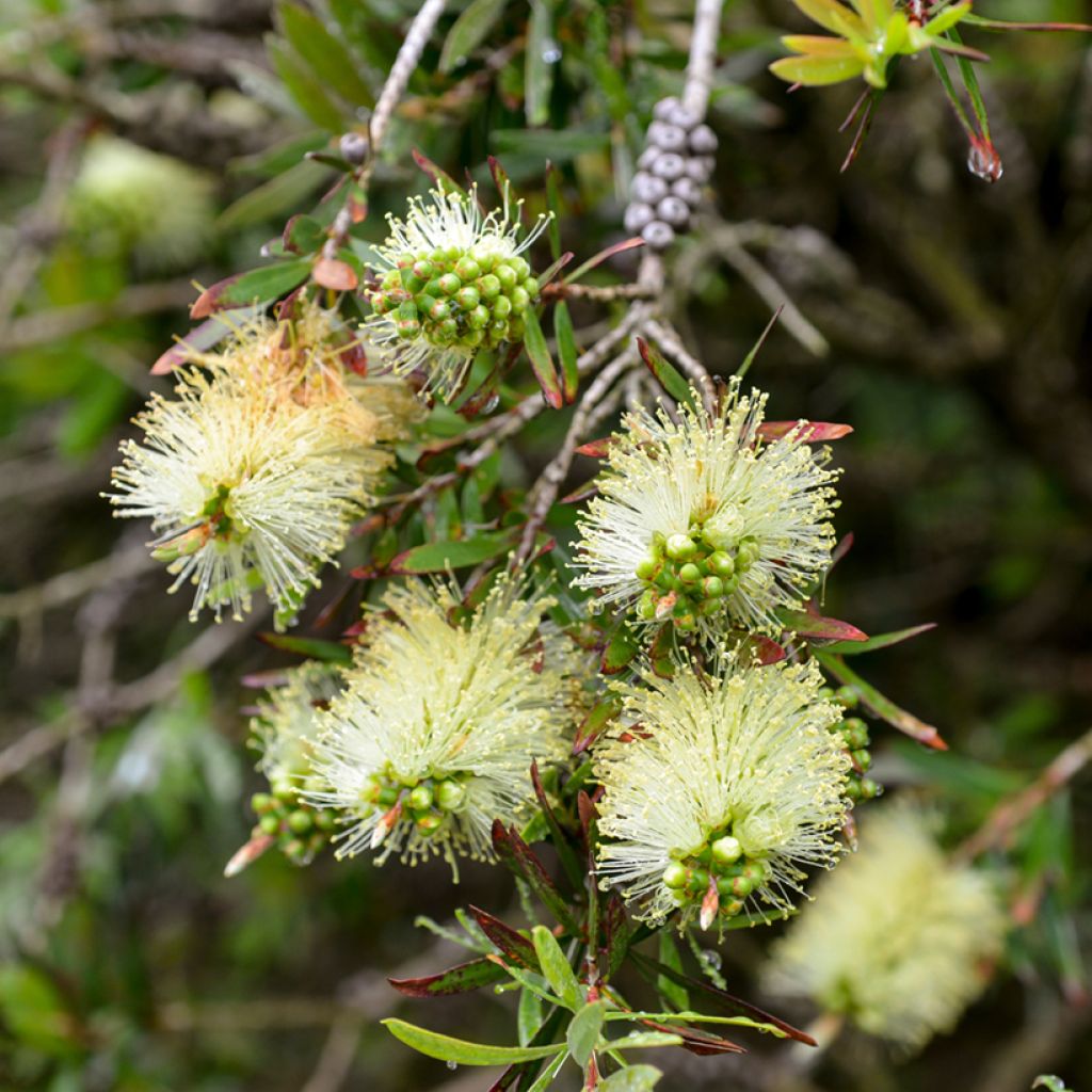 Callistemon pityoides Widdicombe Gem - Bottlebrush