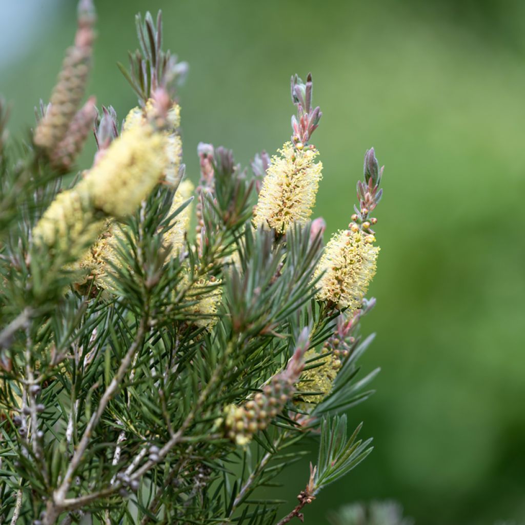 Callistemon pityoides Widdicombe Gem - Bottlebrush