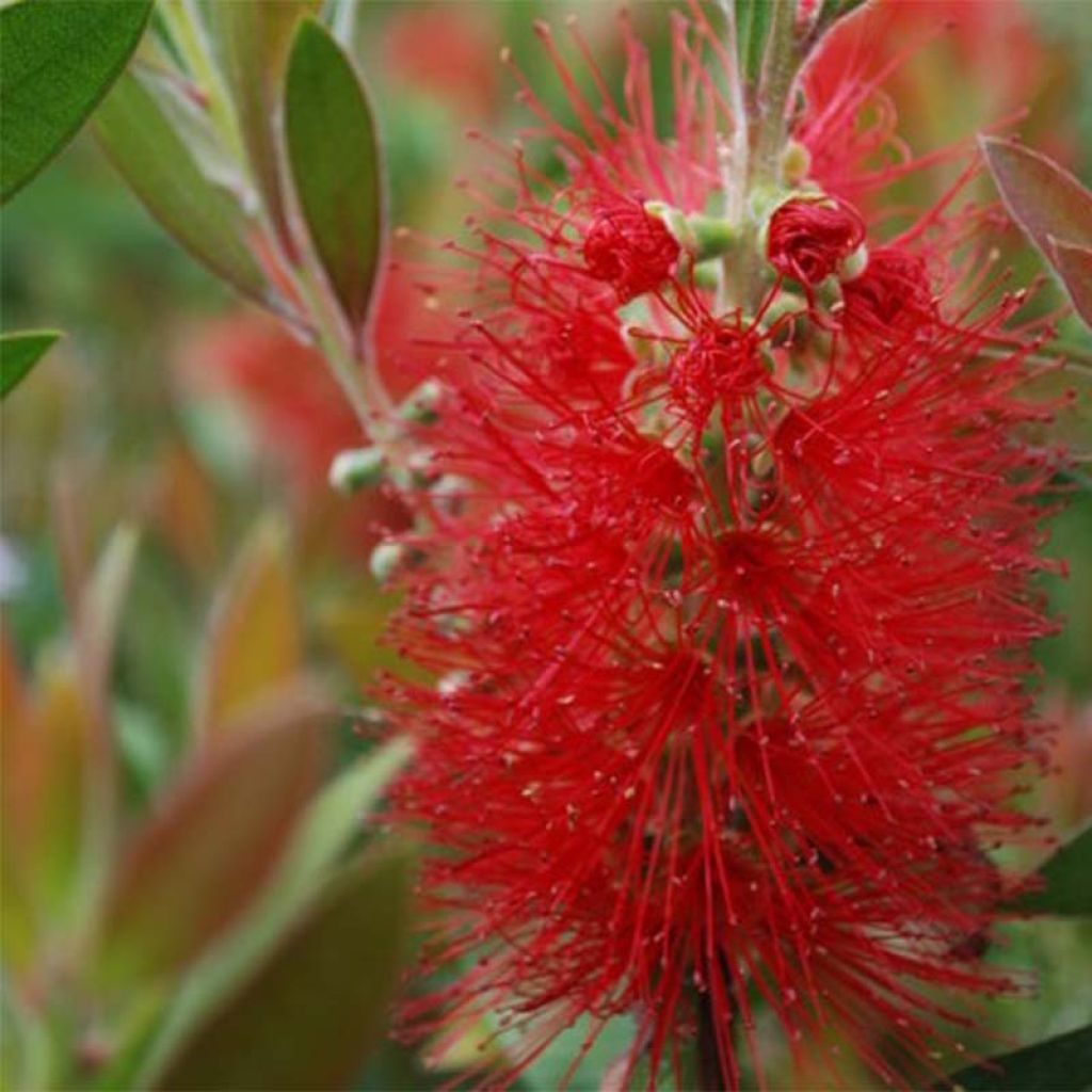 Callistemon rigidus - Bottlebrush