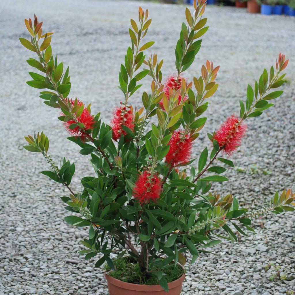 Callistemon rigidus - Bottlebrush