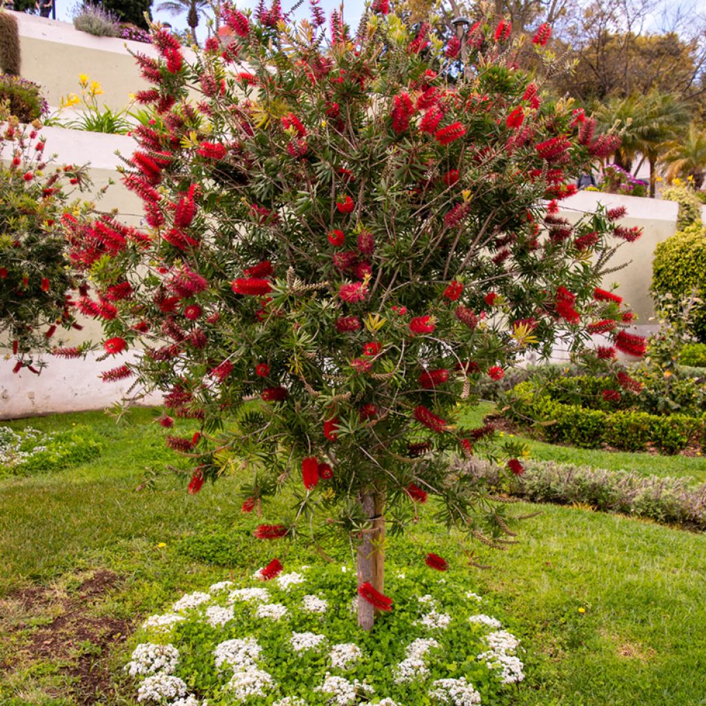 Callistemon rigidus - Bottlebrush