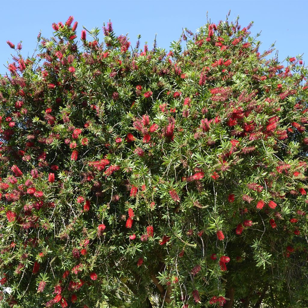 Callistemon rigidus - Bottlebrush