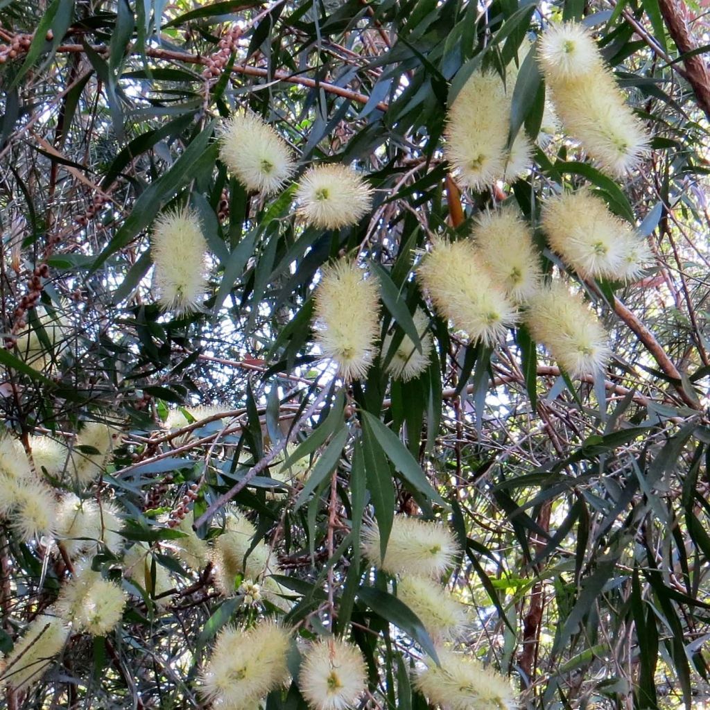 Callistemon salignus White - Bottlebrush