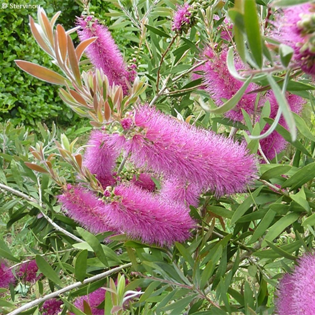 Callistemon salignus Perth Pink - Bottlebrush