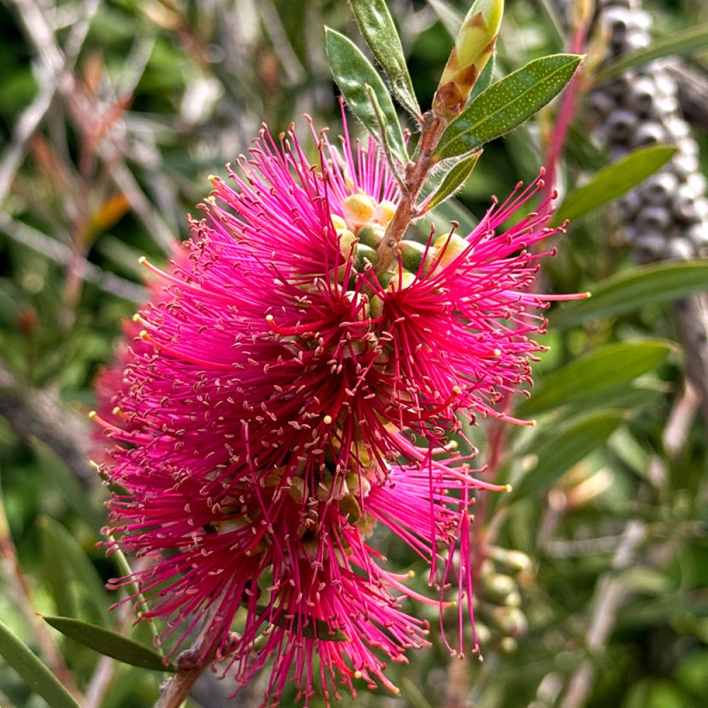 Callistemon salignus Perth Pink - Bottlebrush