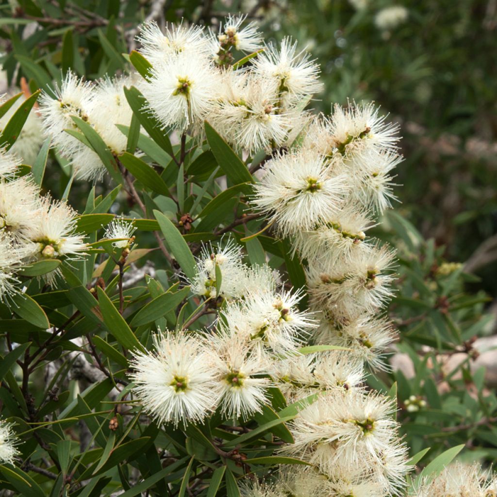 Callistemon salignus White - Bottlebrush