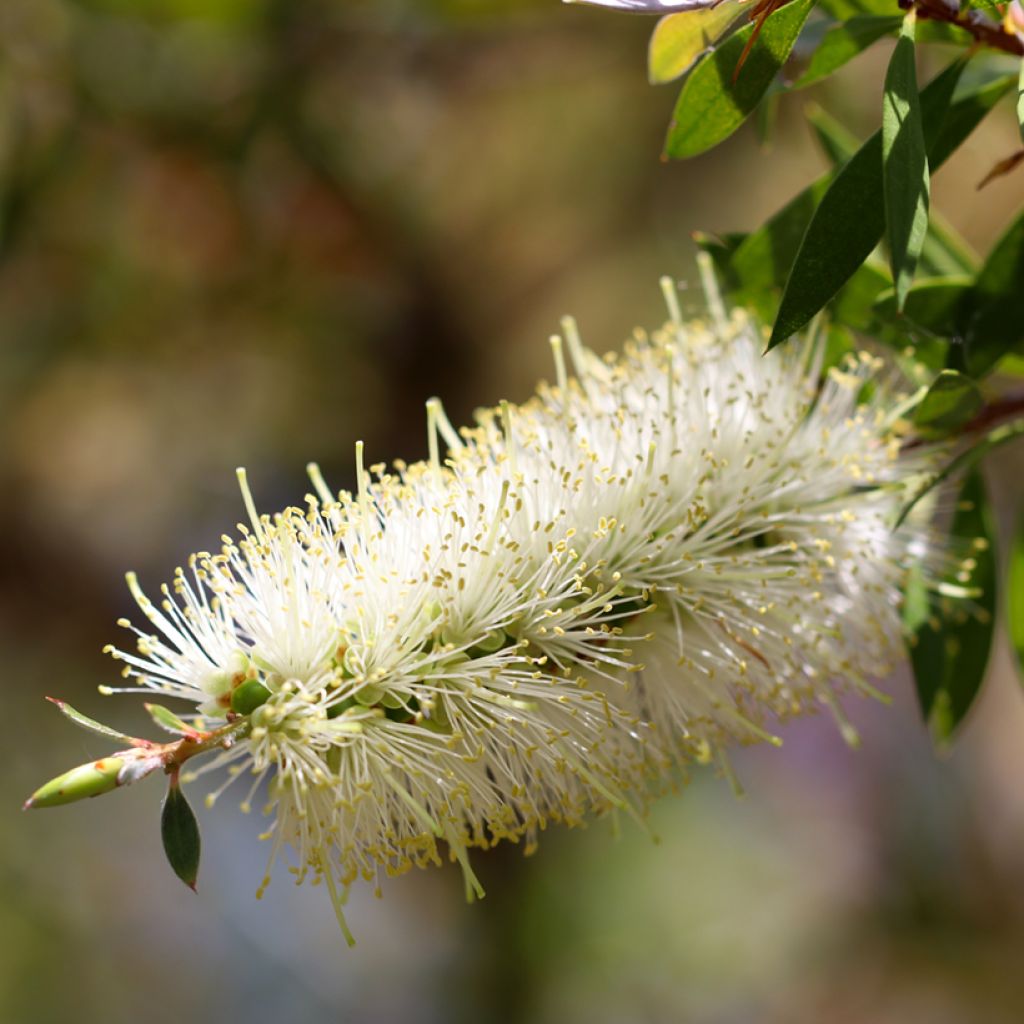 Callistemon salignus White - Bottlebrush