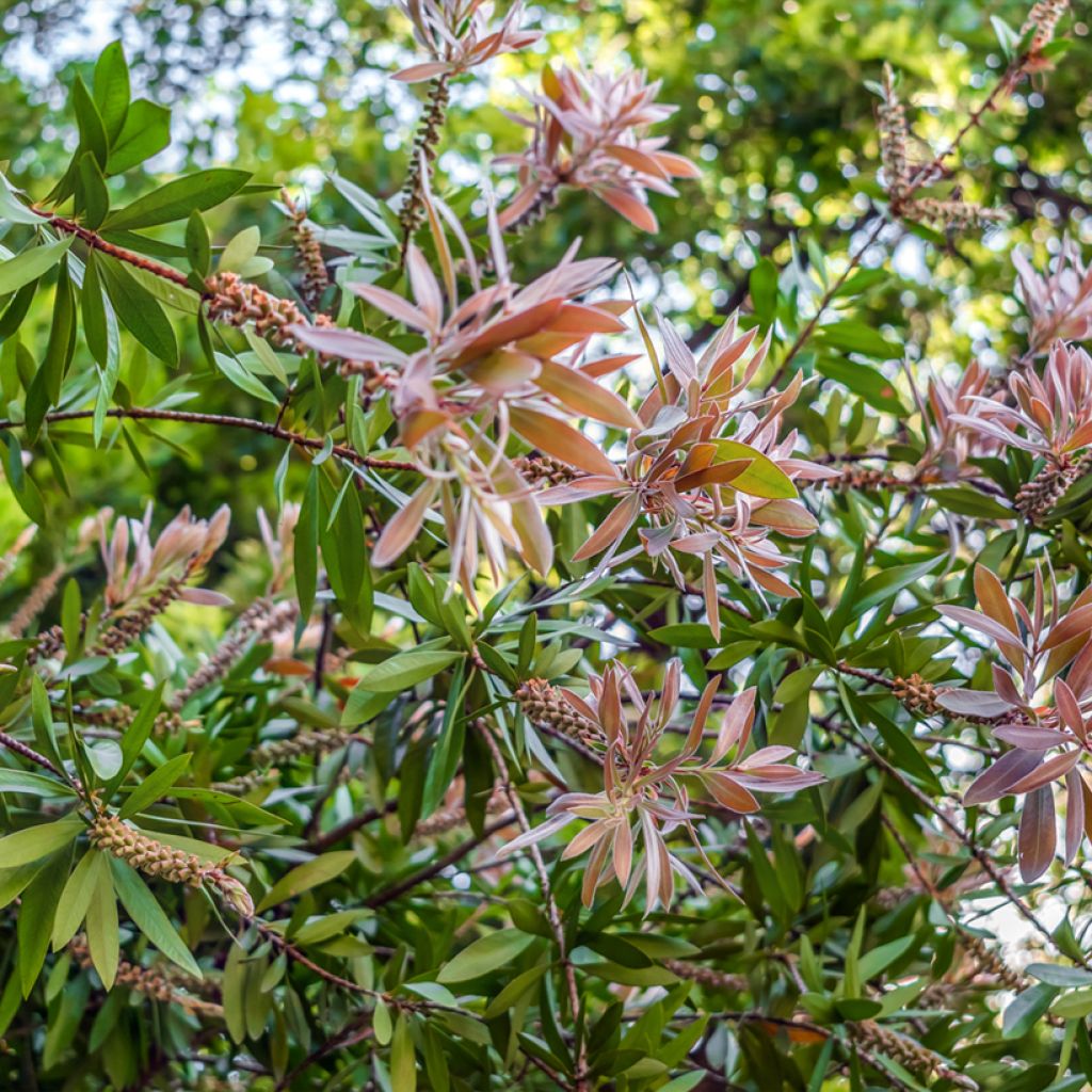 Callistemon salignus White - Bottlebrush
