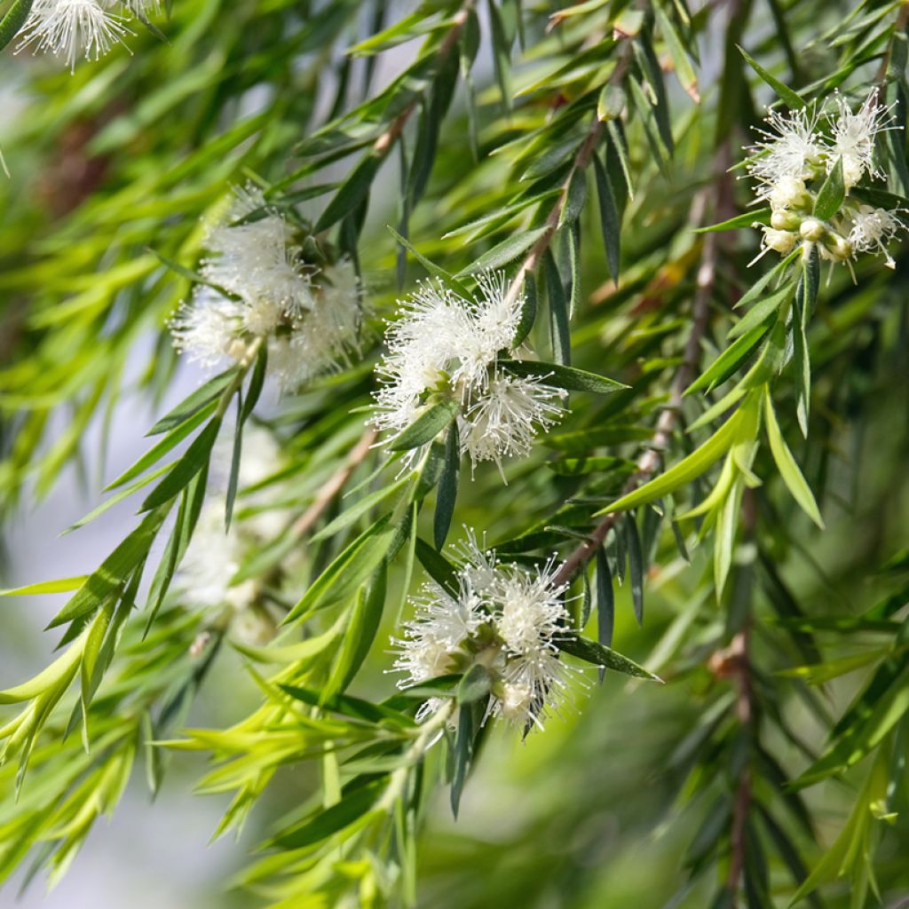 Callistemon salignus White - Bottlebrush