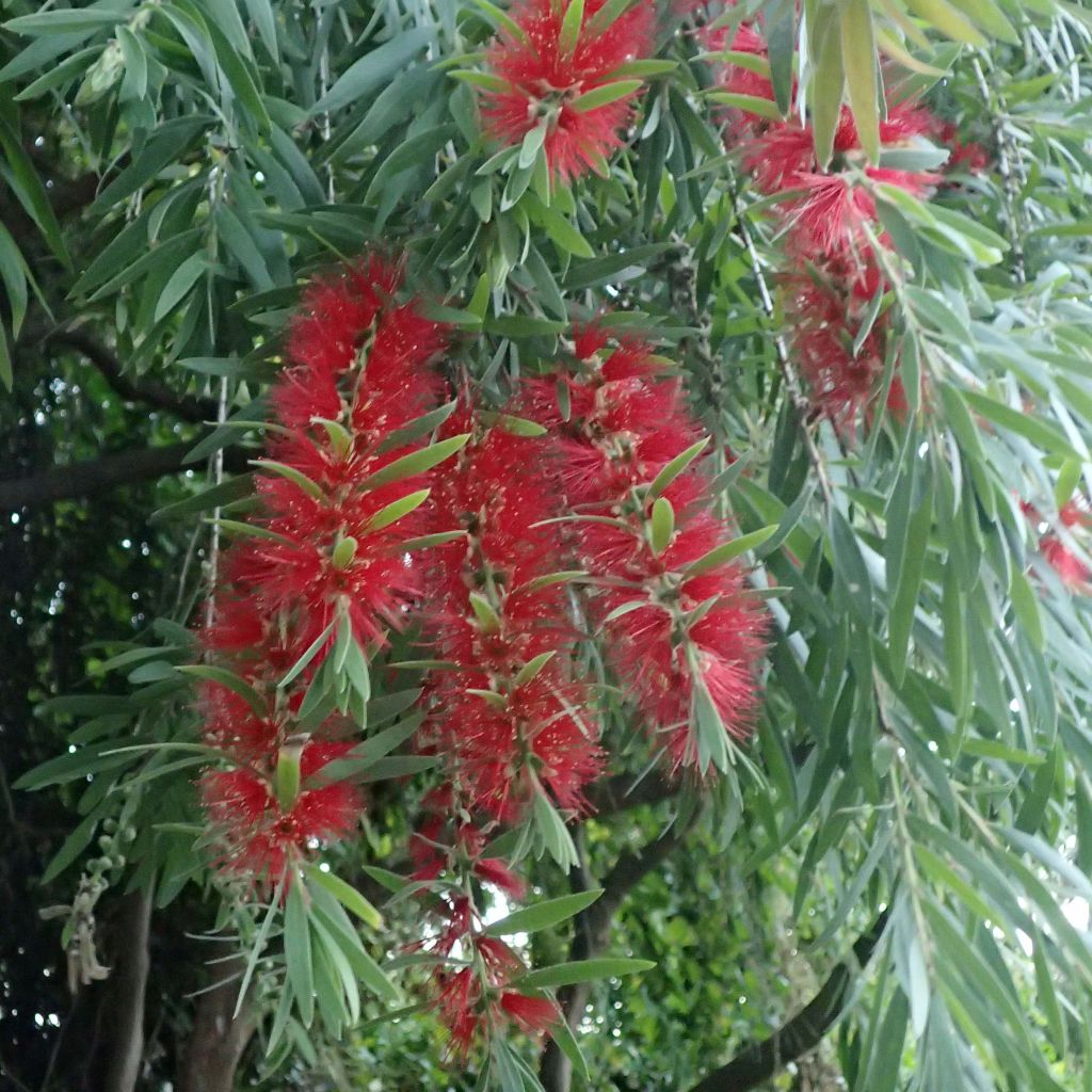 Callistemon viminalis - Bottlebrush