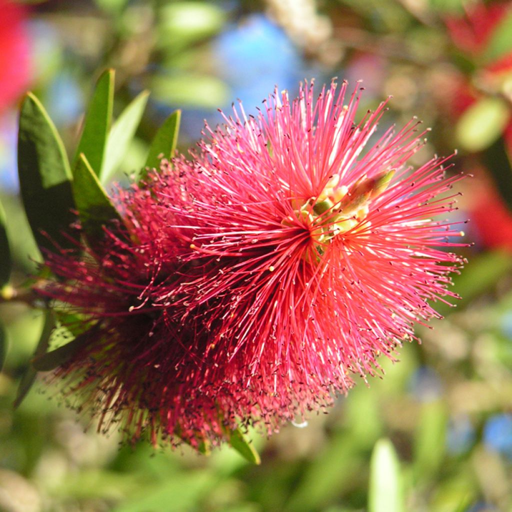 Callistemon viminalis Captain Cook - Bottlebrush