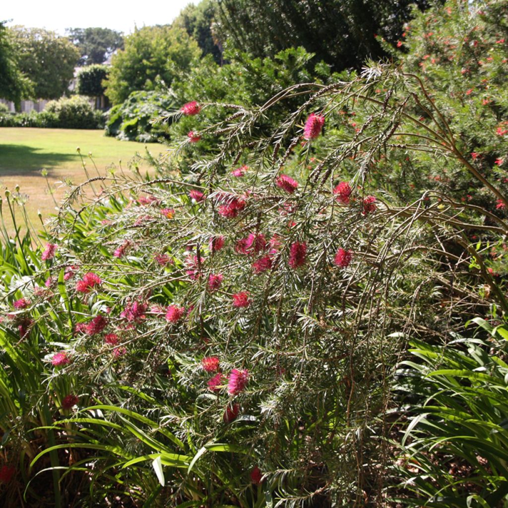Callistemon viminalis - Bottlebrush