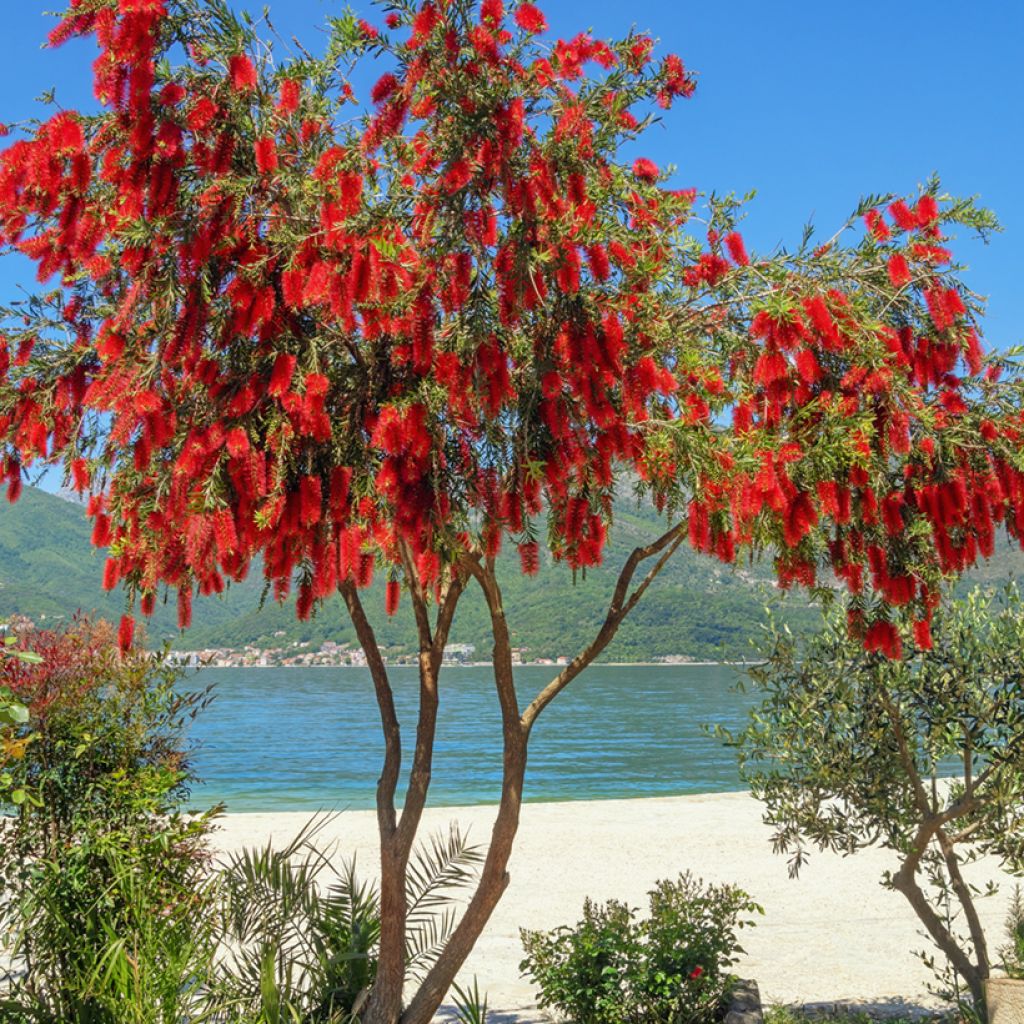 Callistemon viminalis - Bottlebrush
