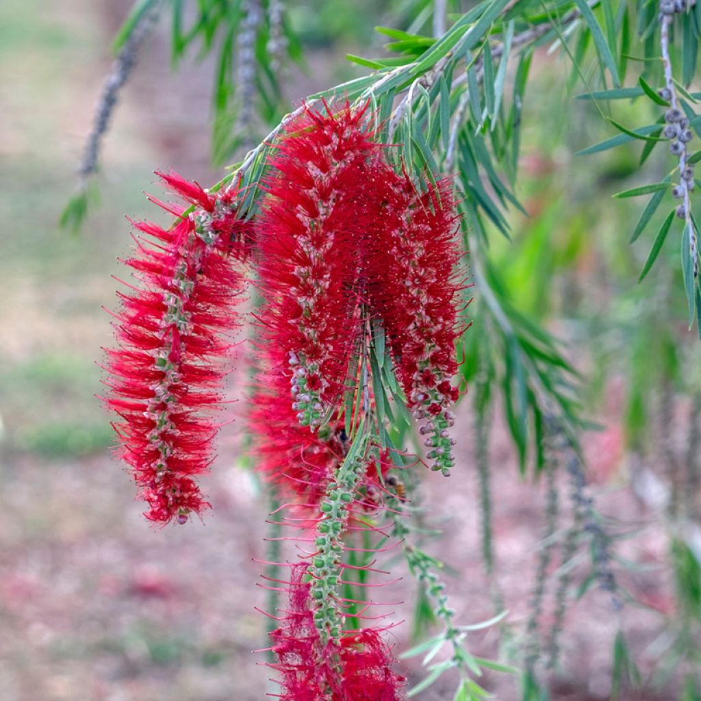 Callistemon viminalis - Bottlebrush