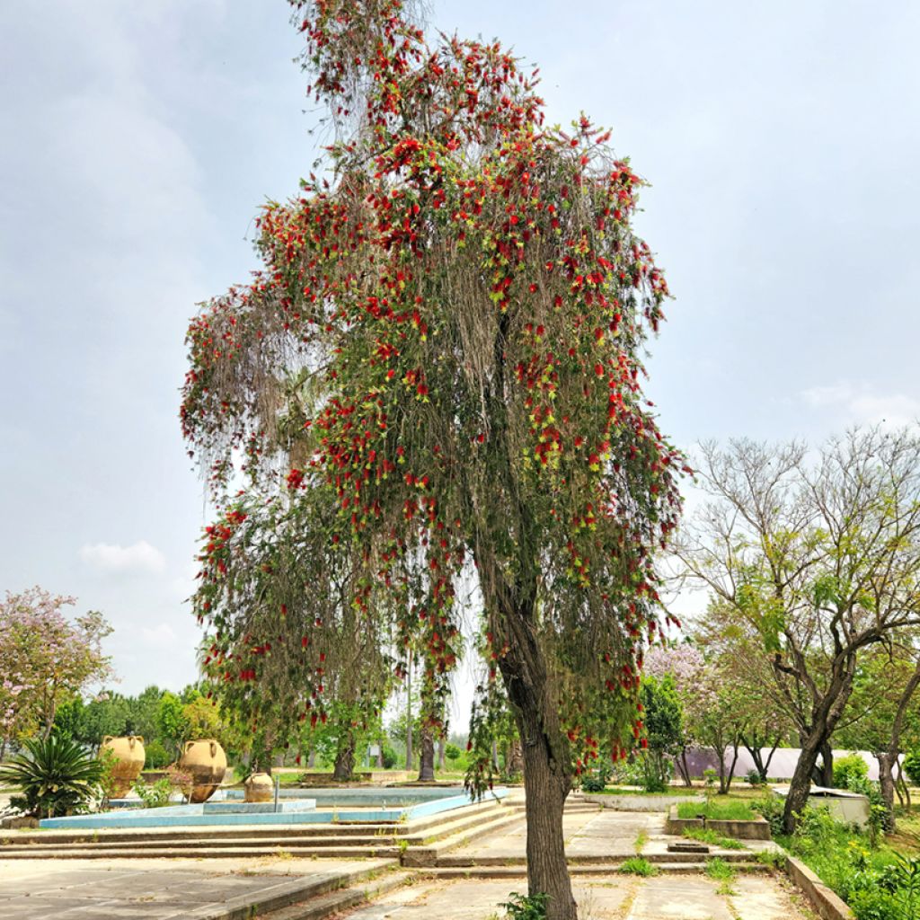 Callistemon viminalis - Bottlebrush