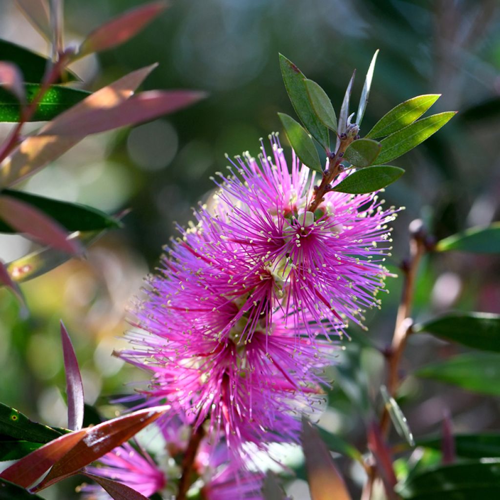 Callistemon violaceus - Bottlebrush