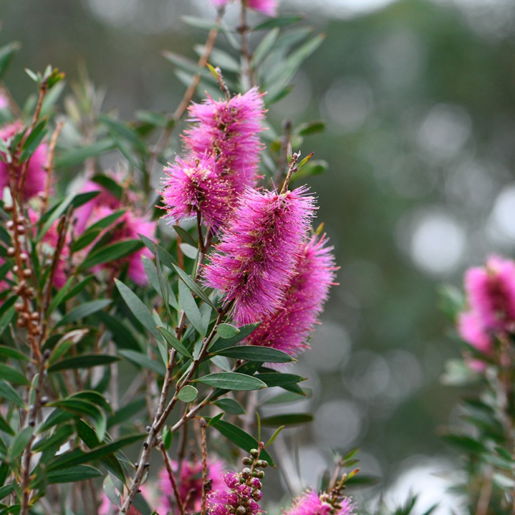 Callistemon violaceus - Bottlebrush
