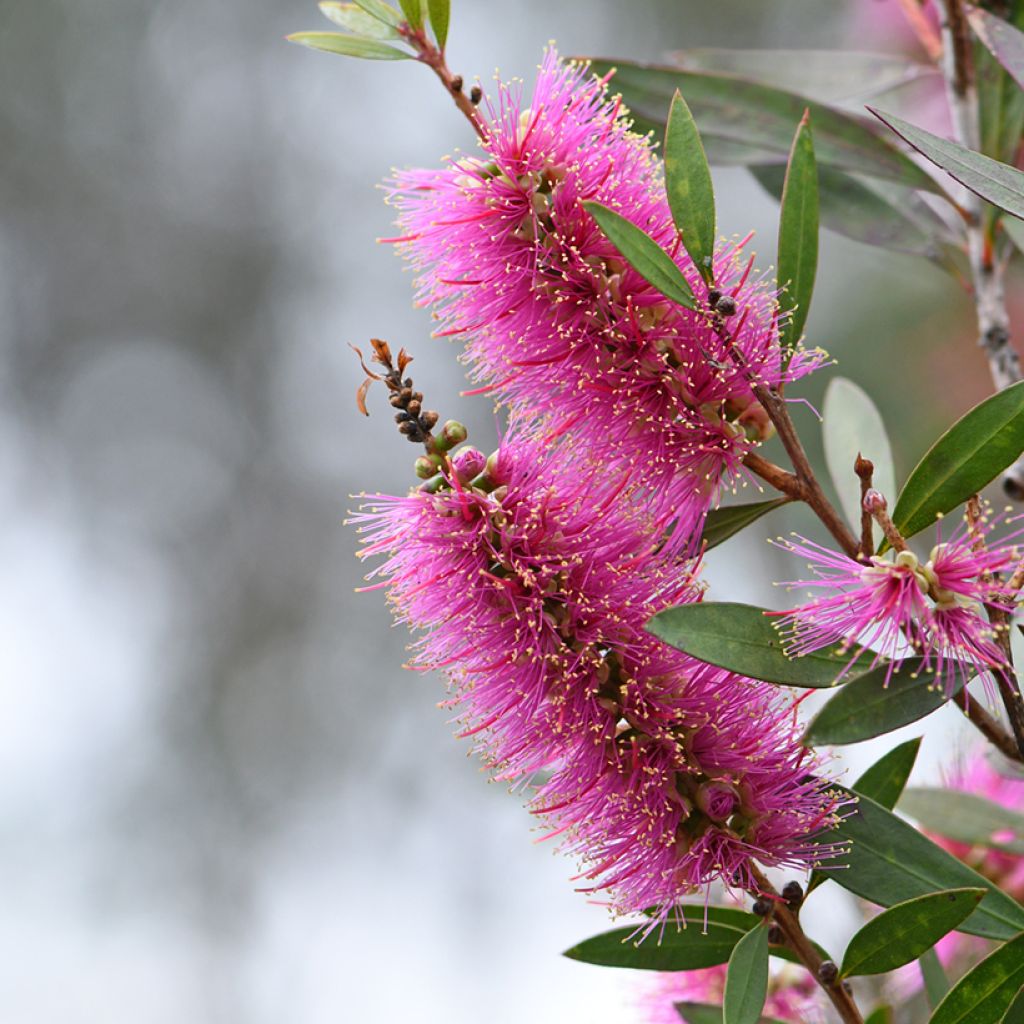 Callistemon violaceus - Bottlebrush