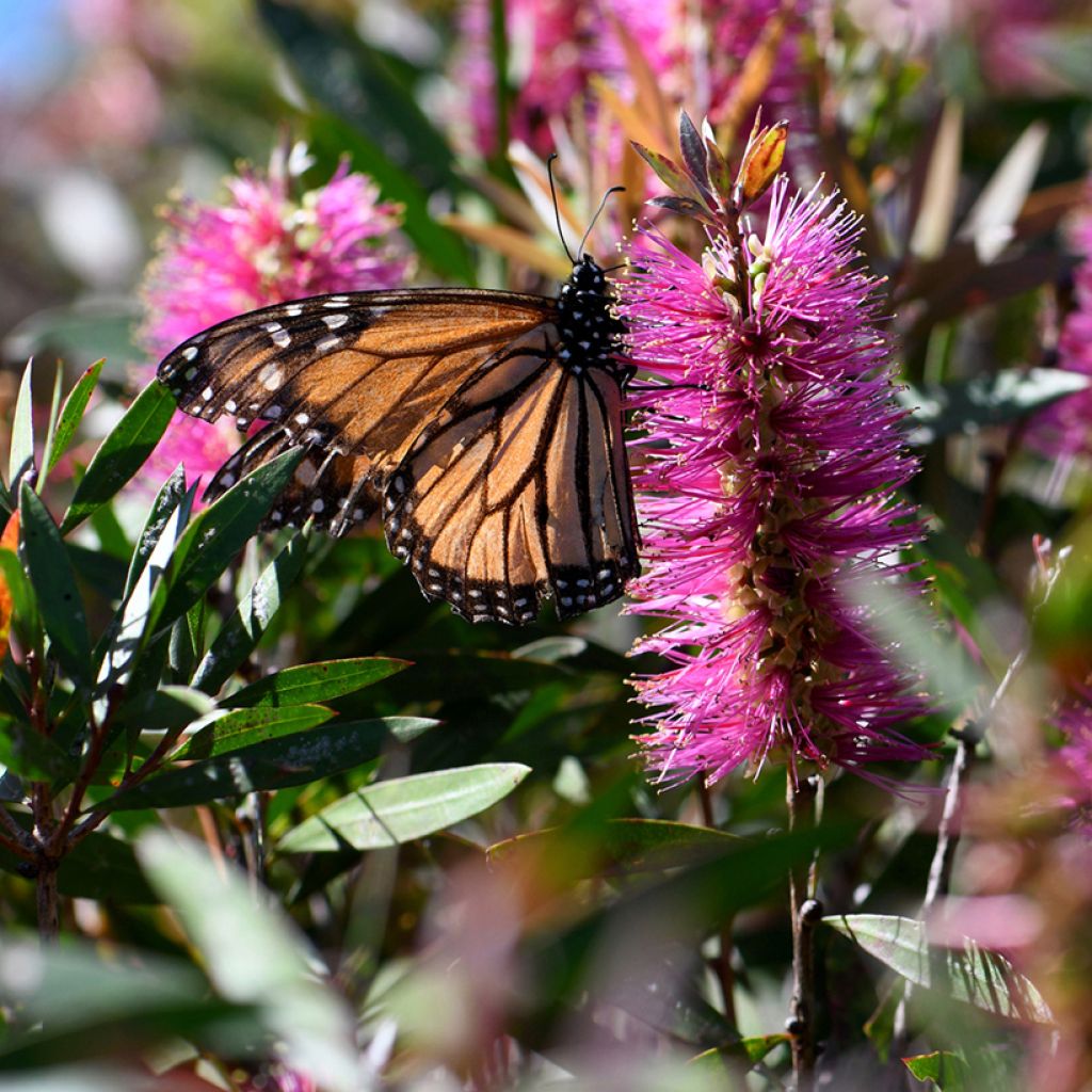 Callistemon violaceus - Bottlebrush