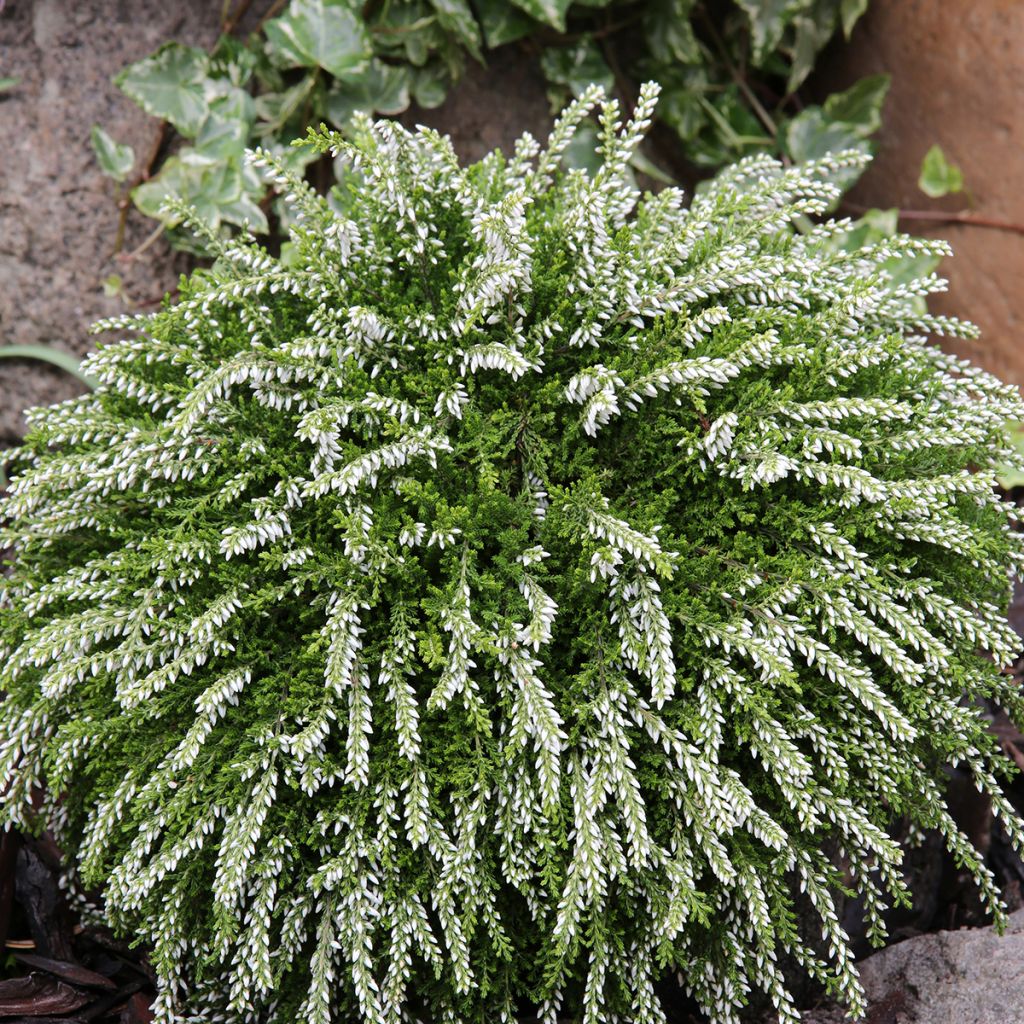 Calluna vulgaris Rasta Girls Claire - Heather