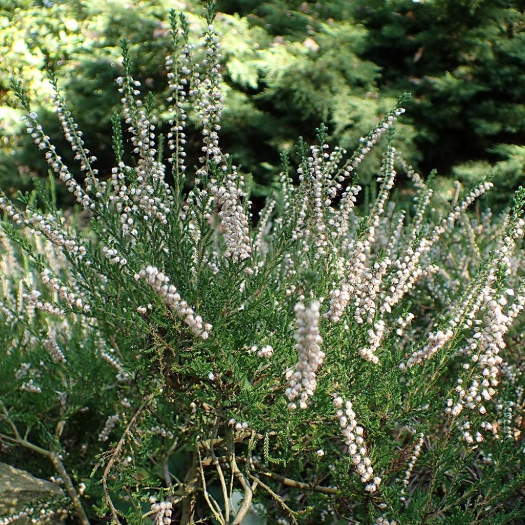 Calluna vulgaris Alba - Heather