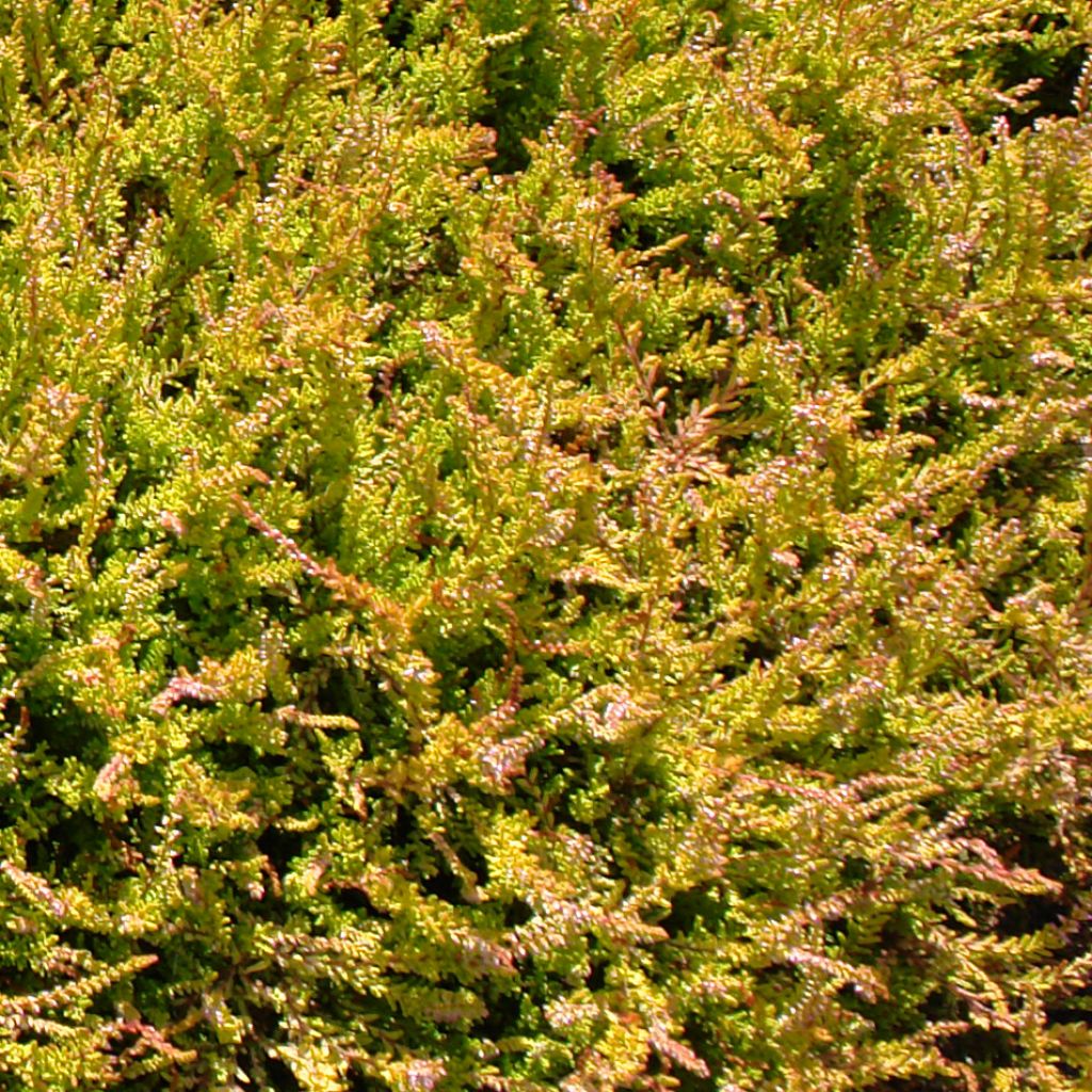 Calluna vulgaris Boskoop - Heather