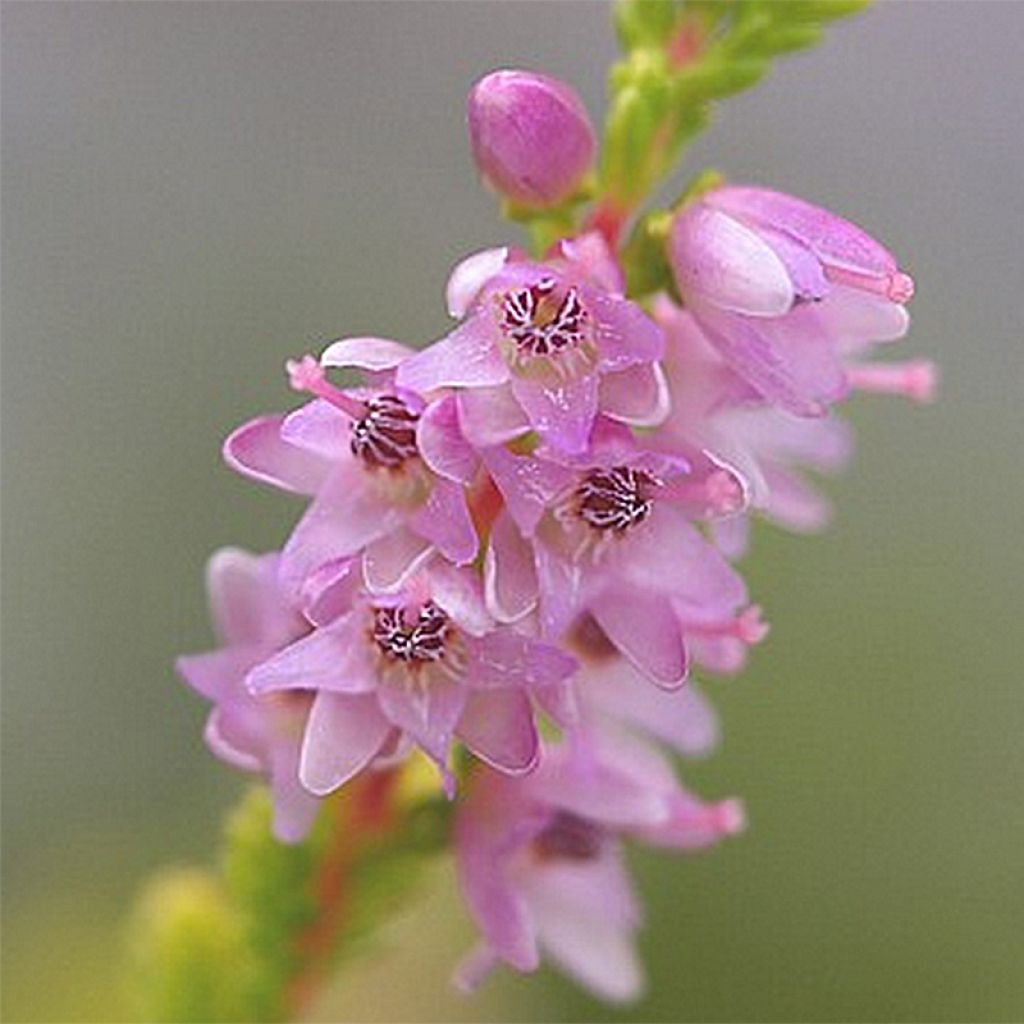 Calluna vulgaris Boskoop - Heather