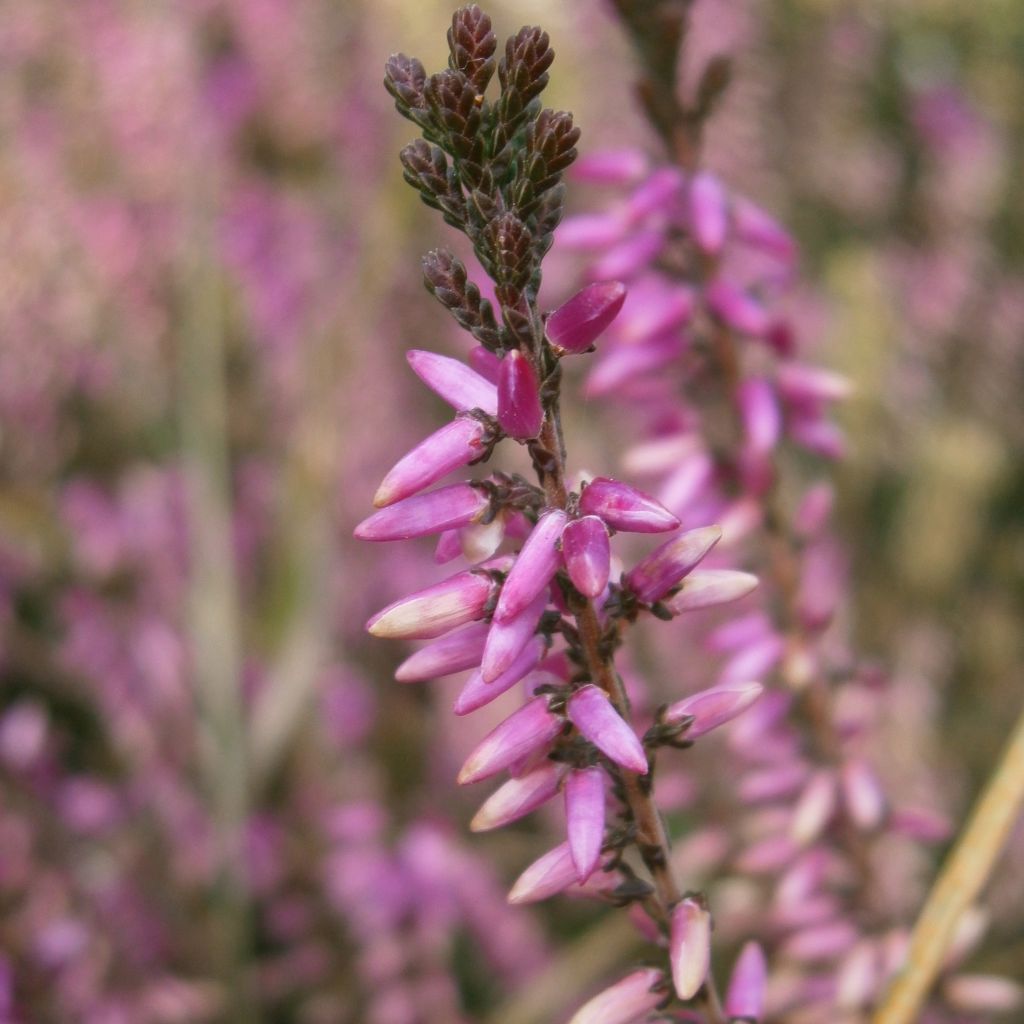 Calluna vulgaris Marleen - Heather
